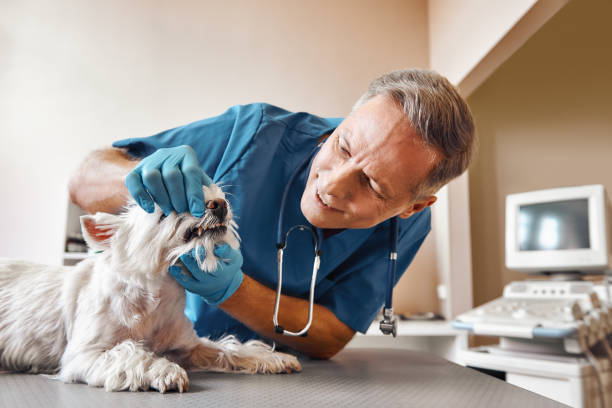 Best Emergency Treatment for Dental Infections or Abscesses in Fort Belvoir, VA